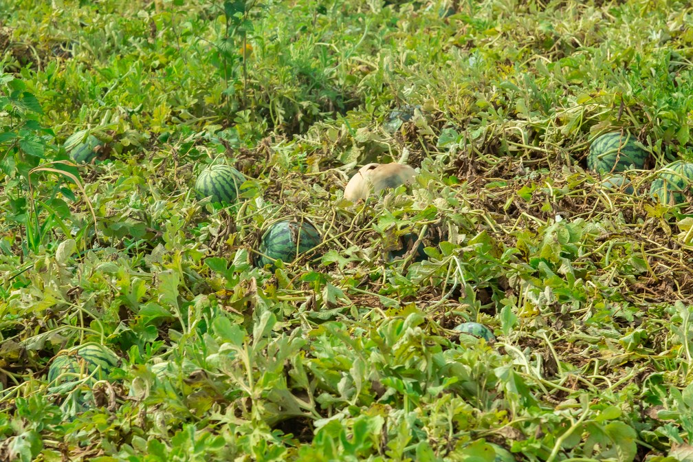 Melancieira é uma planta rasteira, não dá em árvore. — Foto: Celso Tavares/g1