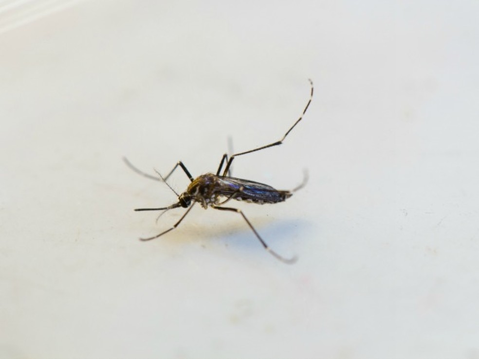 Mosquito Aedes aegypti transmite dengue, febre chikungunya e vírus da zika — Foto: Júnior Silgueiro/Gcom-MT