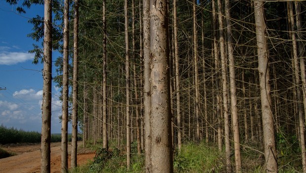 Plantação de eucaliptos. Imagem produzida na base florestal da Fibria, produtora de celulose e eucalipto, localizada em Capão Bonito (SP). São Paulo (Foto: Rogerio Albuquerque / Editora Globo)
