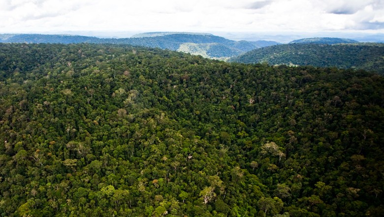 floresta-amazonia-amazonica (Foto: Globo Rural)