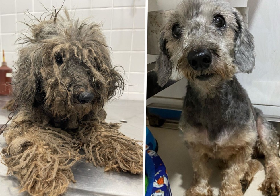 Imagens mostram antes e depois de Margarida, que passou mais de um ano sem ser tosada, em São Vicente, SP — Foto: Divulgação/ONG Viva Bicho