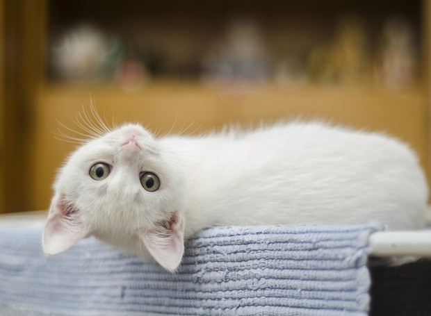 Gatos podem apresentar comportamentos inadequados, mas está longe de ser classificado como psicopatia  (Foto: Pixabay / Pexels / CreativeCommons)