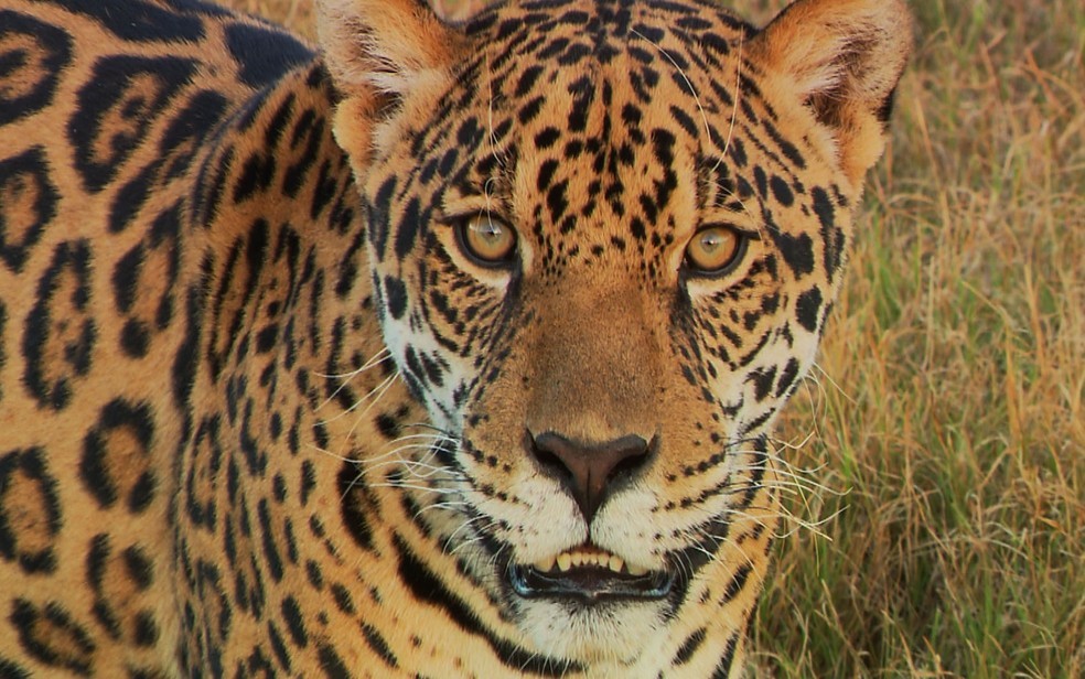  Especialista alerta que as onças-pintadas são consideradas quase ameaçadas de extinção.  — Foto: Reprodução/ Redes sociais 