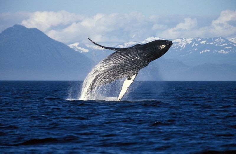 Por que as baleias do Alasca estão tão contentes thumbnail