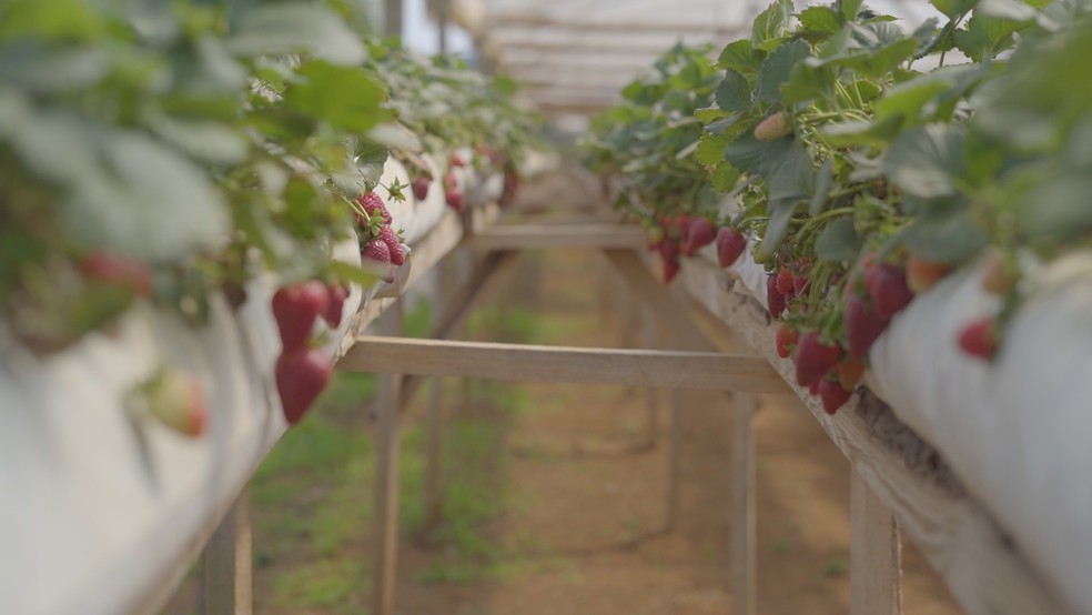  De acordo com pesquisador, programas de melhoramento das mudas no Brasil estão estagnados há pelo menos 30 anos.  — Foto: Divulgação
