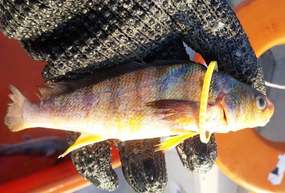 Peixe foi encontrado com argola por pescador em MongaguÃ¡, SP (Foto: Juliano Almeida/Arquivo Pessoal)