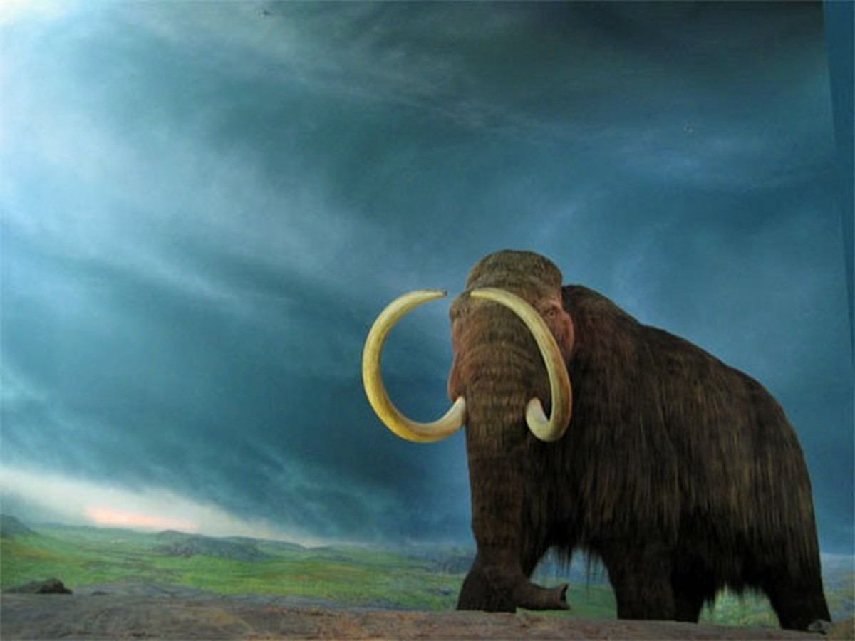 Empresa anuncia US$ 15 milhões para trazer à vida um mamute extinto há 10 mil anos | Natureza