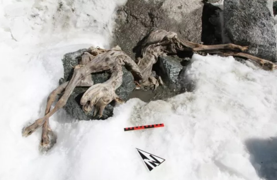O cadáver descoberto pelos pesquisadores (Foto: Esercito Italiano - Comando Truppe Alpine)