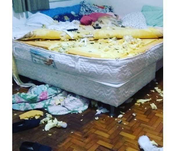 Chico, cachorro que ficou famoso na internet após destruir cama da dona (Foto: Reprodução/Instagram)