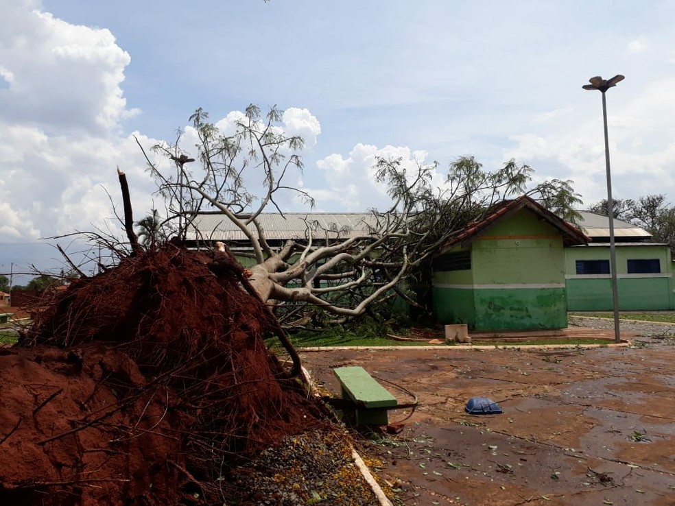 Árvore de grande porte caiu sobre escola após temporal em Bandeirantes (MS). — Foto: Thiago Willian