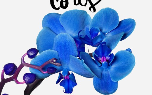 Curiosidades sobre a cor das orquídeas - Casa Vogue | Paisagismo