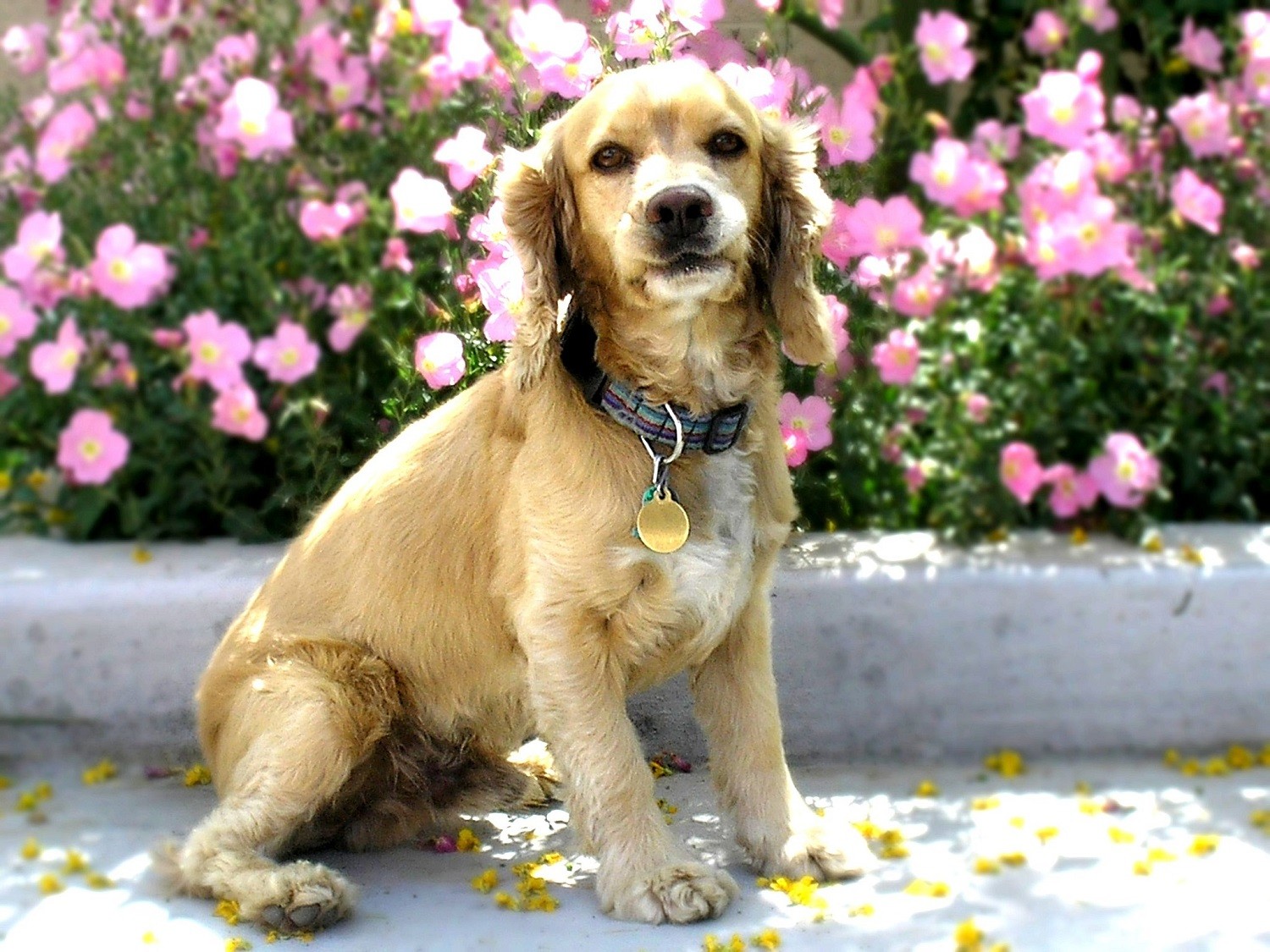 Initially, the English cocker spaniel and the American cocker spaniel were considered one breed (Photo: Wikimedia Commons/ ZooFari/ Public Domain/ CreativeCommons)