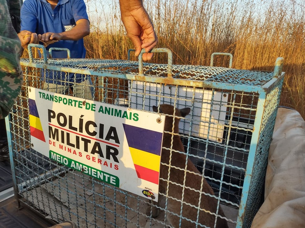 Onça-parda foi recolhida na zona rural de Paracatu — Foto: PMMA/Divulgação