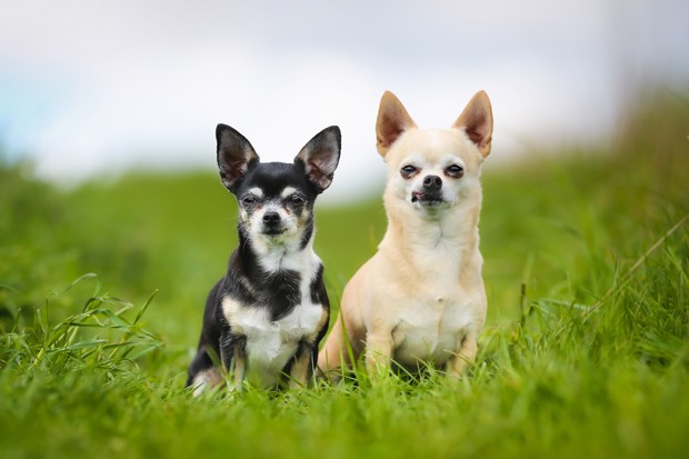 Shot of purebred dogs. Taken outside on a sunny summer day. (Foto: Getty Images/iStockphoto)
