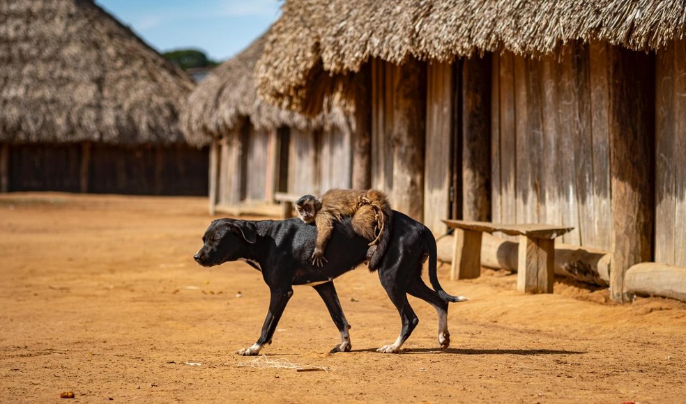 Cadela dá 'carona' para macaco em aldeia indígena em MT — Foto: Gabriel Villas Boas/Cedida