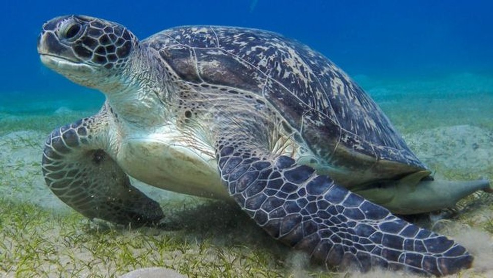 As tartarugas conseguem comunicar-se, mas só agora os seres humanos se dispuseram a ouvi-las — Foto: GETTY IMAGES