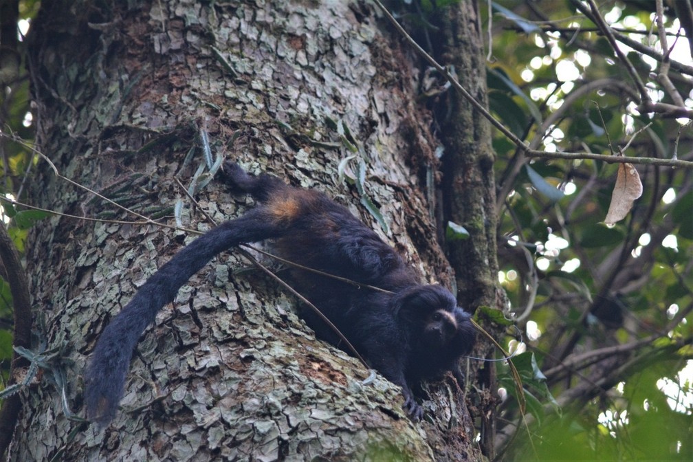 Endêmico da Mata Atlântica no interior do Estado de São Paulo, o mico-leão-preto já foi considerado extinto da natureza por muitos anos — Foto: IPÊ