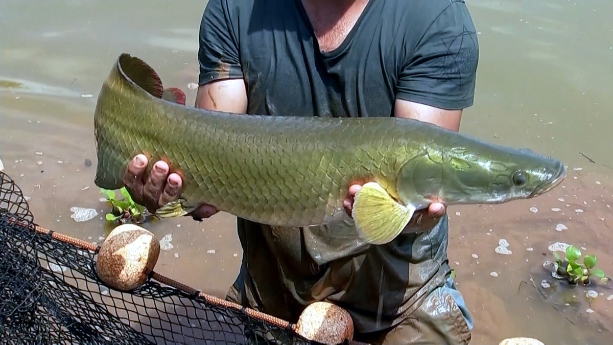 Entenda por que o pirarucu, peixe nativo da Amaz&ocirc;nia, &eacute; um perigo para os  rios de SP | Rond&ocirc;nia Rural | G1