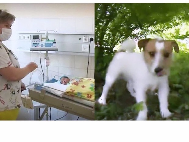 Cachorro russo salva bebê (Foto: Reprodução )