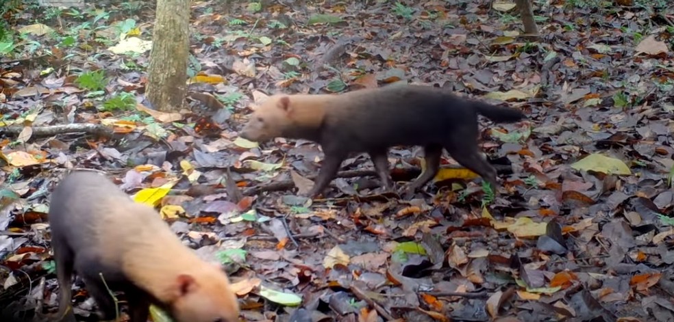 Cachorro vinagre é o único canídeo brasileiro que vive e caça cooperativamente — Foto: Reprodução/WWF Brasil