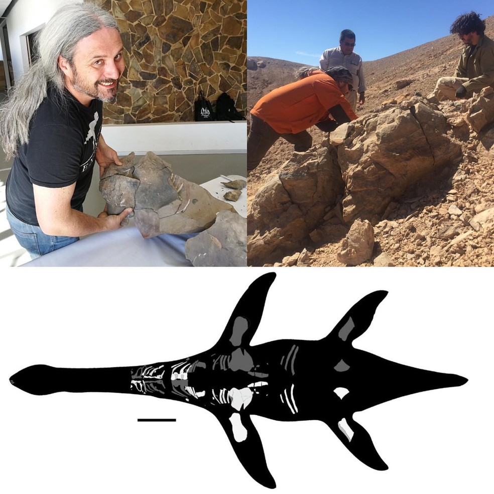 Montagem mostra fóssil descoberto pelos paleontólogos no deserto do Atacama e um desenho de como seria o Vinialesaurus encontrado — Foto: Reprodução/Facebook/Registro fósil y evolución de vertebrados - Chile