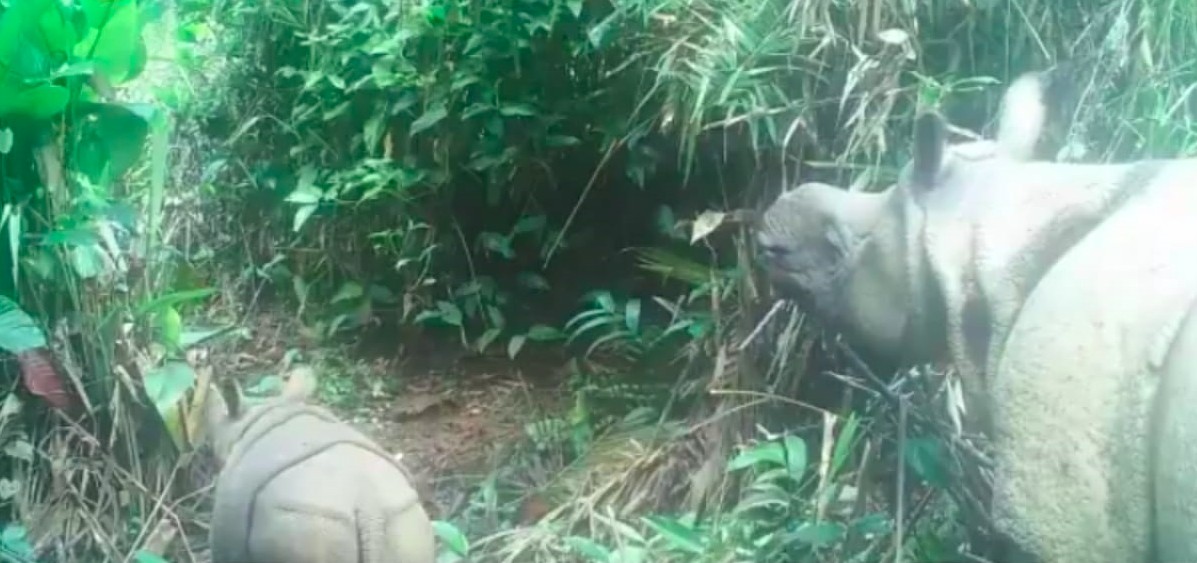 Dois bebês rinocerontes de espécie rara foram vistos na Indonésia (Foto: Reprodução/Parque Nacional de Ujung Kulon)