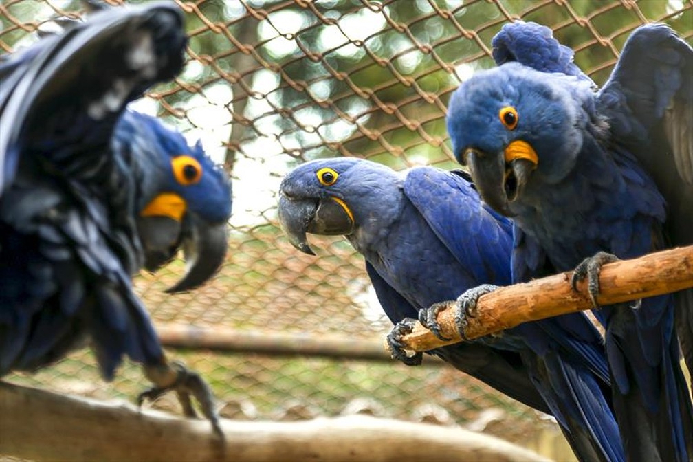 Quatro filhotes de arara-azul já nasceram no Zoológico de Curitiba — Foto: Luiz Costa/SMCS 