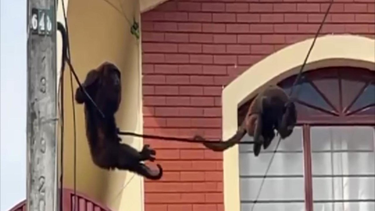 Macacos São Flagrados Brincando Em Fiação Elétrica Na Frente De Casa Em Sorocaba Vídeo 7278