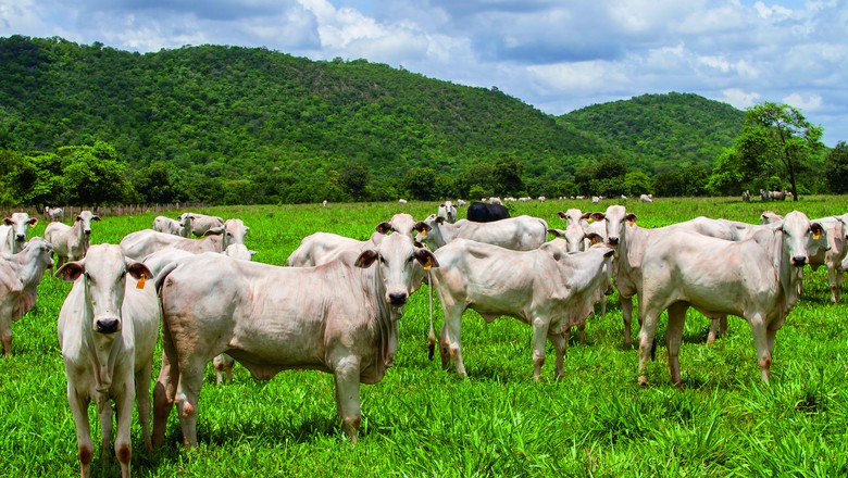 Na foto, criação de gado do pecuarista Caio Penido. 70% de seu rebanho têm manejo rotacionado para contribuir com a fixação do carbono no solo (Foto: Divulgação)