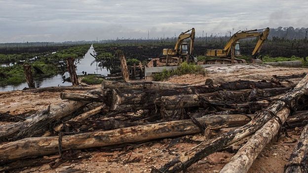 A Indonésia, na Ásia, e a região do Congo, na África, são outras áreas que apresentam as maiores taxas de desmatamento do planeta (Foto: Getty Images via BBC News )