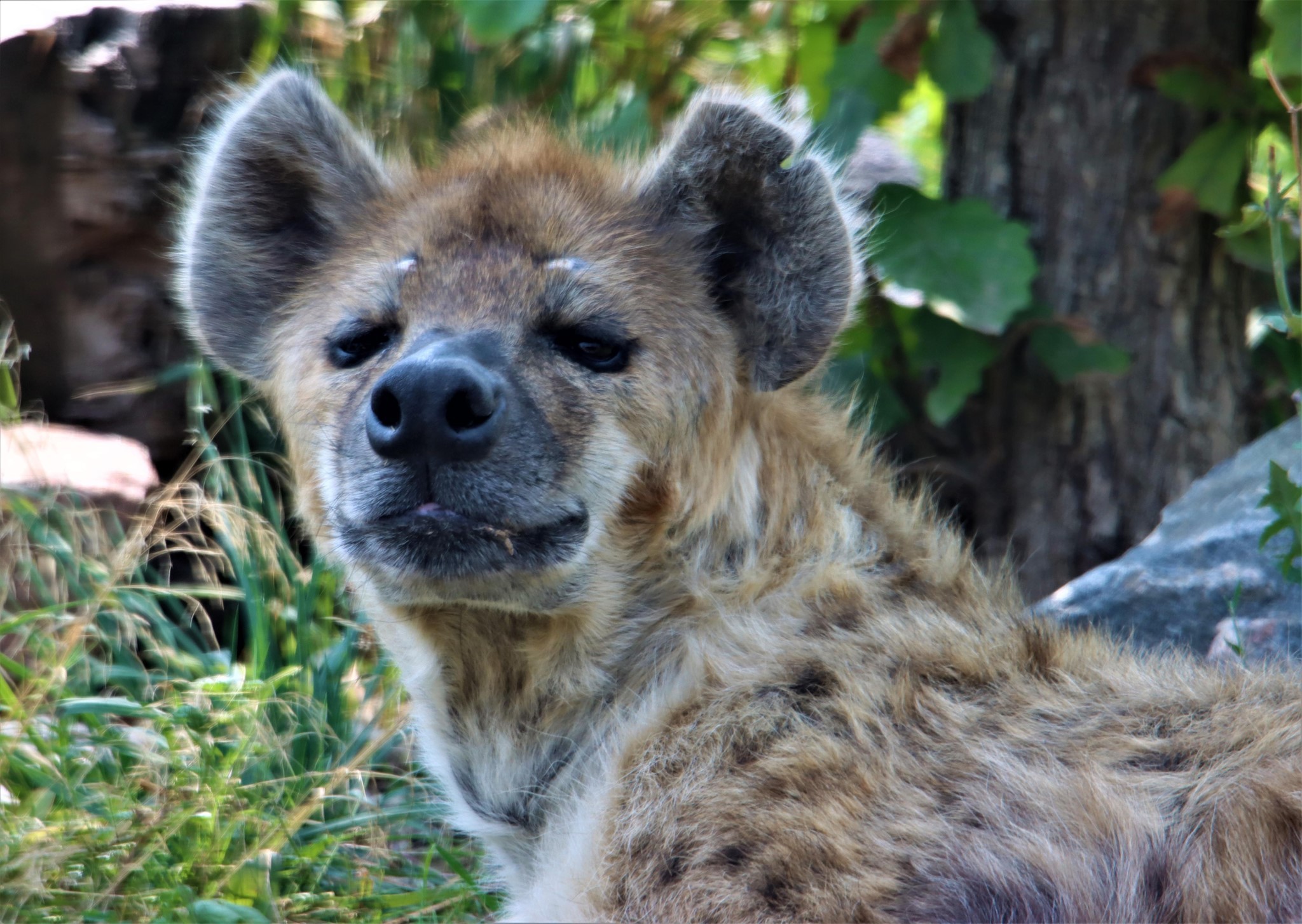 Duas hienas que contraíram o coronavírus estão com sintomas leves de Covid-19  (Foto: Denver Zoo )