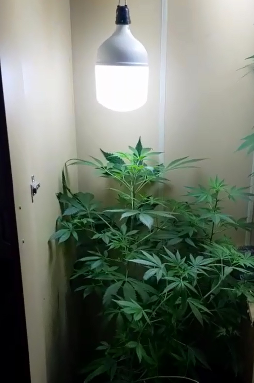 M&oacute;vel tinha luzes especiais para o cultivo em Mar&iacute;lia &mdash; Foto: Pol&iacute;cia Militar/Divulga&ccedil;&atilde;o