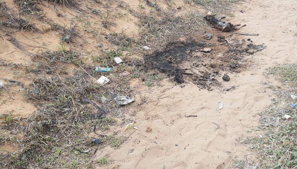 Cachorro é queimado na Zona Oeste de Natal — Foto: Sérgio Henrique Santos/Inter TV Cabugi