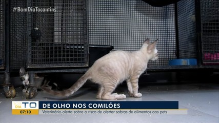 Veterinário alerta sobre riscos de animais doméstico comerem sobras da ceia