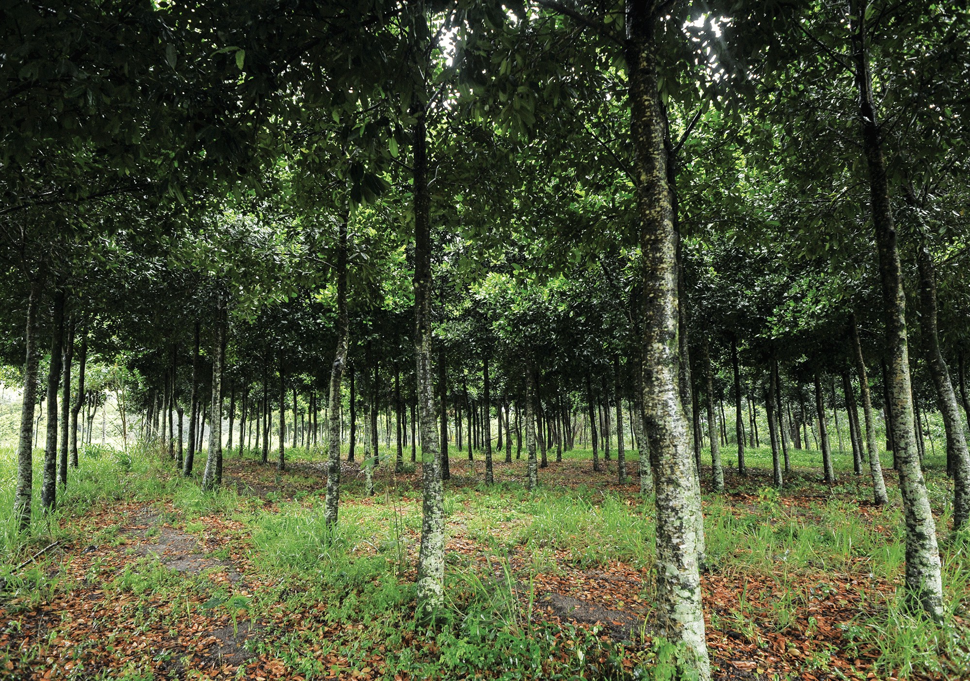 Muito além do orgânico: No mesmo espaço é possível ver madeira sendo extraída, mandiocas plantadas aos seus pés e jabuticabeiras carregadas de frutas (Foto: divulgação)