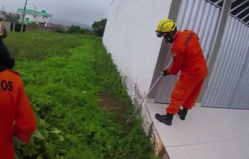 Bombeiros resgatam jacaré em União dos Palmares, AL — Foto: Reprodução