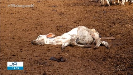 Proprietário rural é notificado após Guarda Metropolitana flagrar gados morrendo de fome