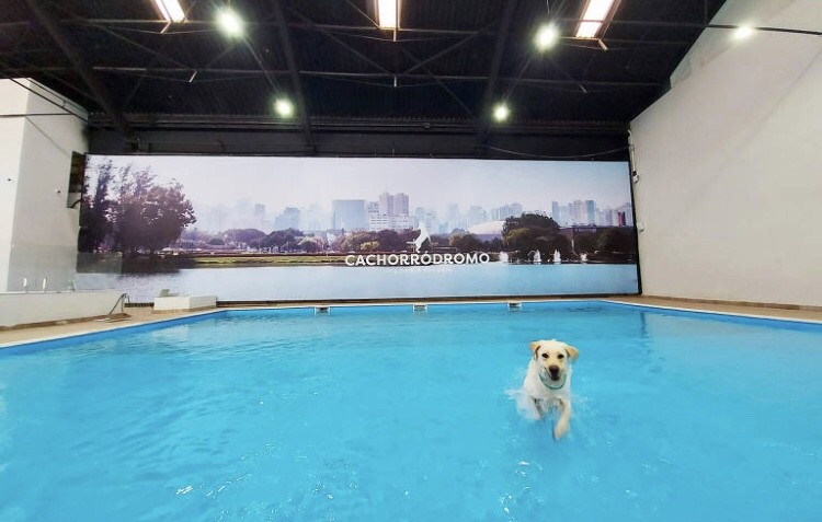 Maior parque indoor para cachorros da América Latina é inaugurado em São Paulo (Foto: Divulgação)