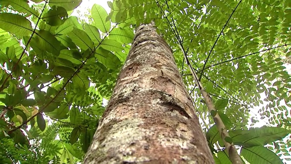 Pau Rosa quase foi extinto por causa da extração descontrolada no Amazonas — Foto: Reprodução