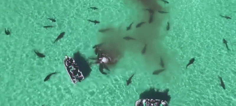 uma horda de tubarões contra uma baleia: quem leva a melhor? (Foto: Reprodução)