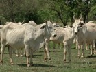 Em MS, preço pago pelo bezerro valoriza 30% em um ano