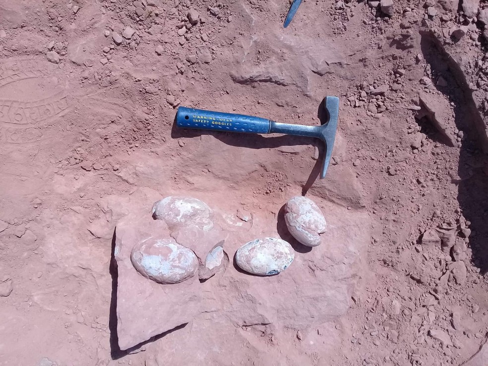 Ovos fossilizados de dinossauro terópode foram encontrados em Presidente Prudente (SP) e estão sob estudos de pesquisadores  — Foto: William Nava/Arquivo pessoal