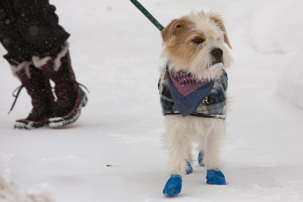 Cachorro anda em rua congelada de Buffalo, Nova York, durante onda de frio nos EUA — Foto: Lindsay DeDario/Reuters