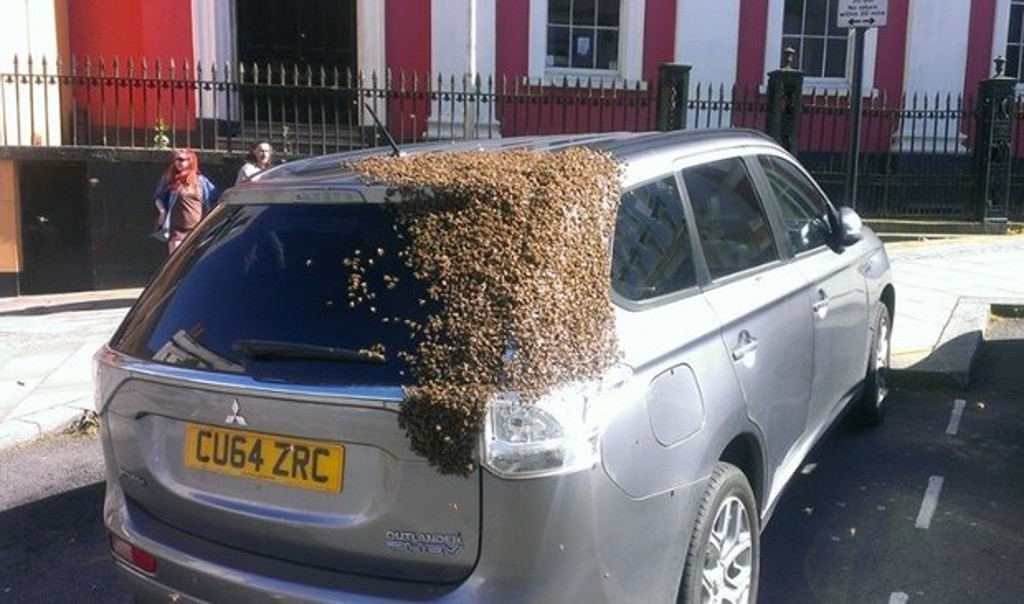 Cerca de vinte mil abelhas exigiam a libertação da rainha, de acordo com especialista (Foto: Reprodução/Facebook)