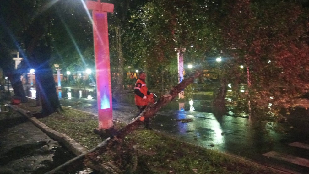 Funcionários da Prefeitura de Rio Claro retira árvore derrubada pela chuva. — Foto: Prefeitura de Rio Claro/Divulgação