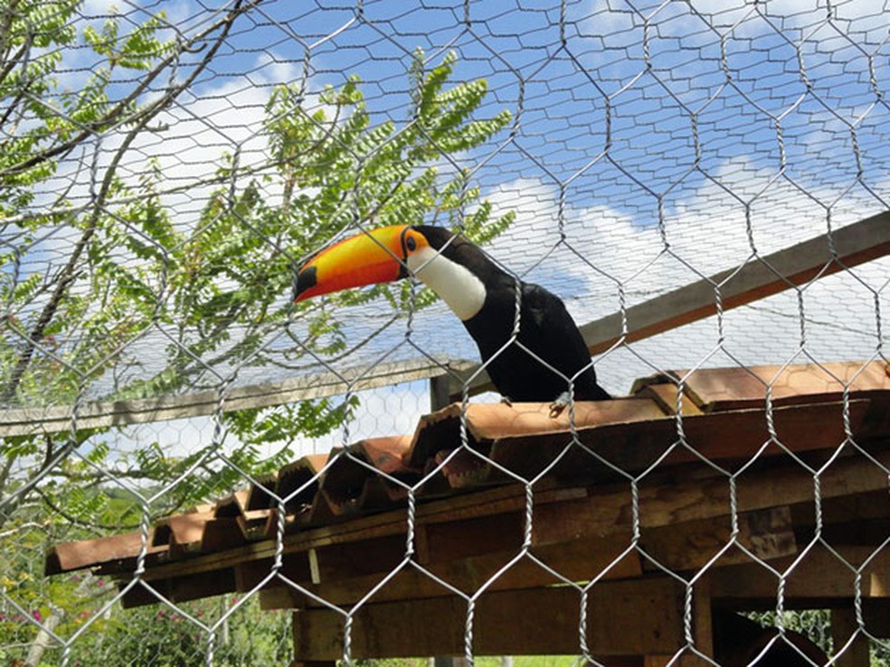 Captura de animais silvestres é um dos temas das ações educativas (Foto: Divulgação / CPRH)