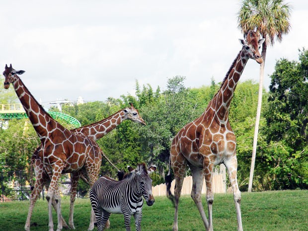 Girafas (Foto: Flávia Mantovani/G1)