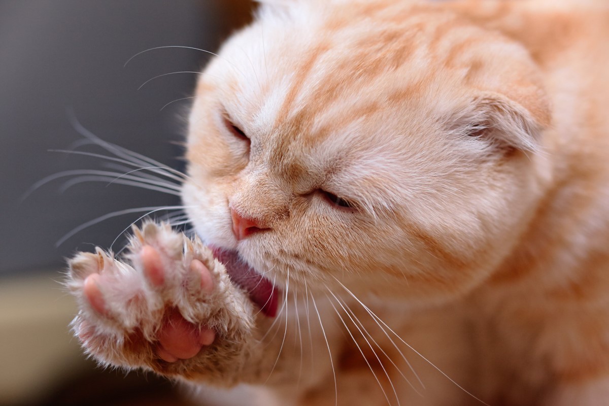É importante cortar a unha dos gatos, com delicadeza, para evitar arranhões profundos na pele dos tutores (Foto: Flickr/ Dmitriy Zhukov/ CreativeCommons)