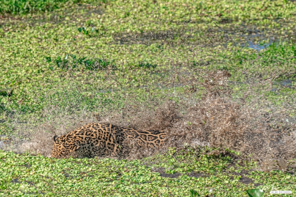 Onça tenta pegar jacarés, mas não consegue — Foto: Edir Alves/Foto