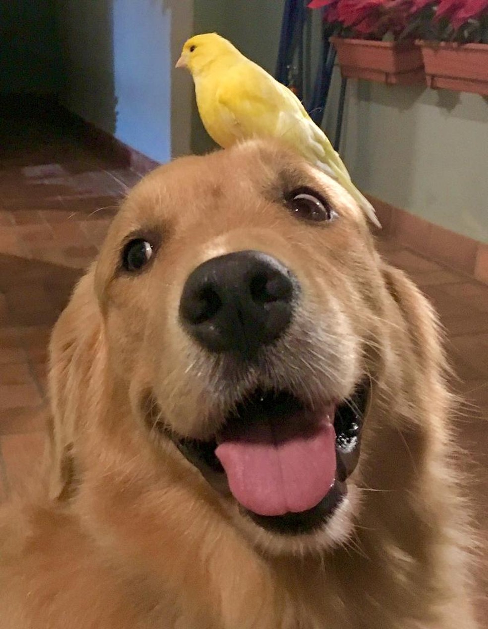 O tutor da Mel Ã© que grava e edita os vÃ­deos da cadela e, depois, compartilha somente com amigos na internet â Foto: Reinaldo Rodrigues/Arquivo Pessoal